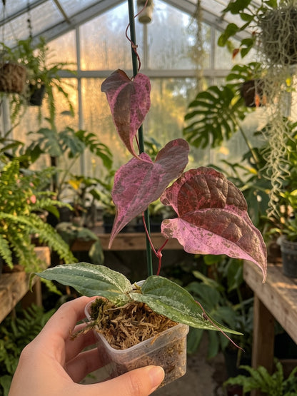 Dioscorea Aurora