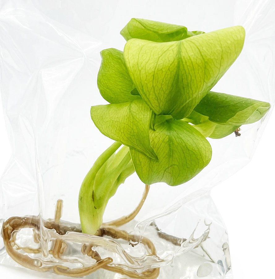 Monstera Deliciosa Lemon Lime