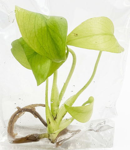 Monstera Deliciosa Lemon Lime