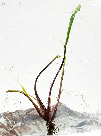 Alocasia Flying Squid