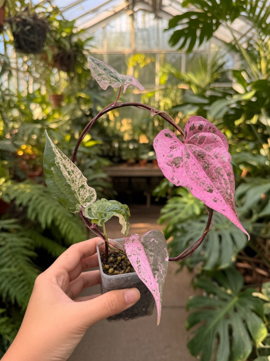 Dioscorea Aurora