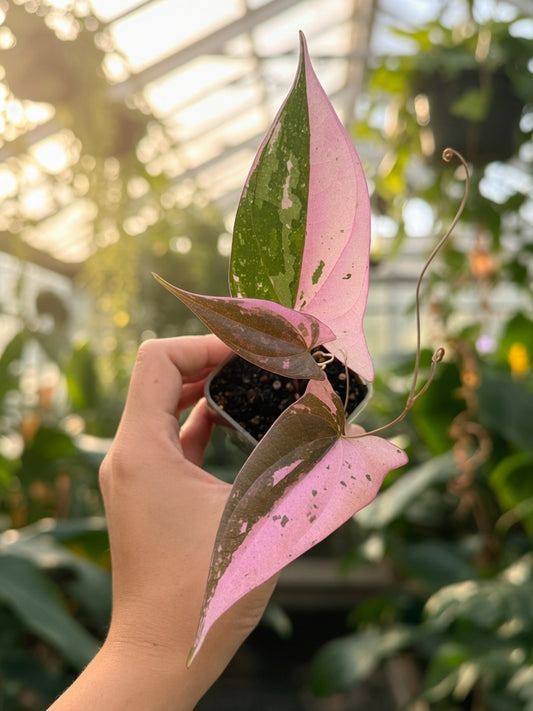 Dioscorea Crystal