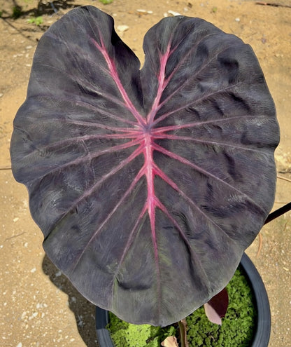 Colocasia Venom Pink