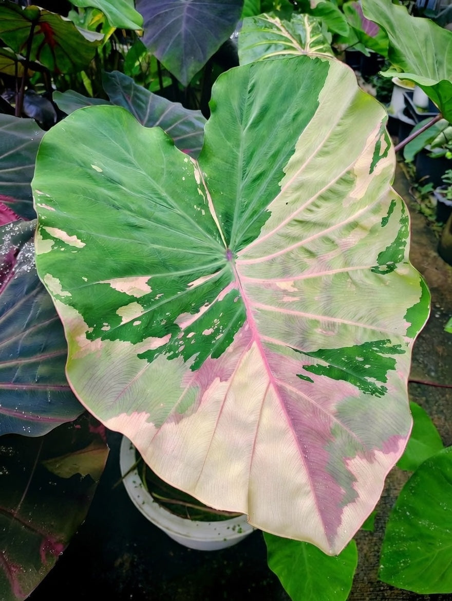Colocasia Prasaeng Pink