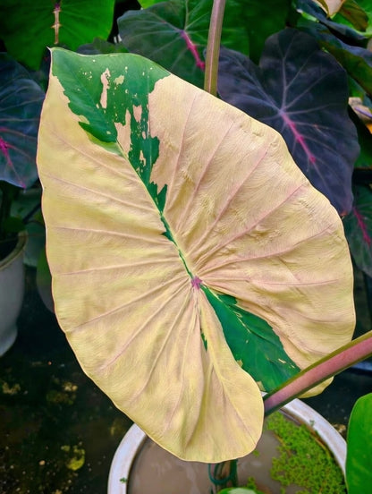 Colocasia Prasaeng Pink