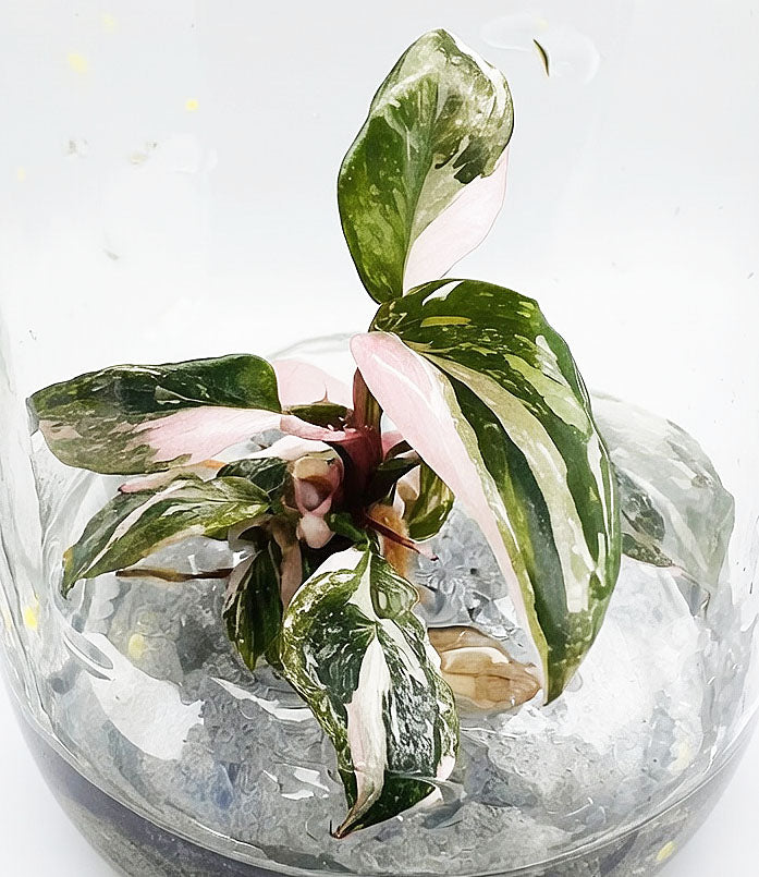 Philodendron Pink Princess Marble King