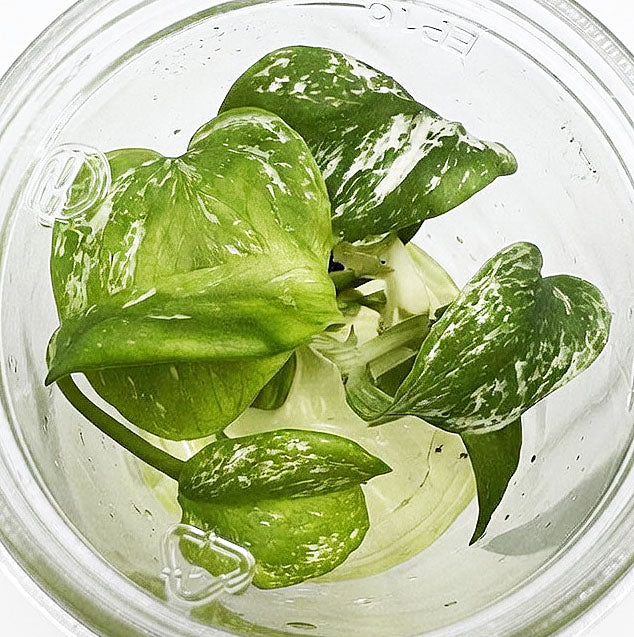 Monstera Deliciosa Devil Monster Variegated Tissue Culture Plantlet