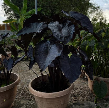 Colocasia Black Coral