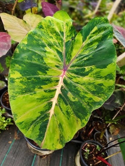 Colocasia Cano Cristales