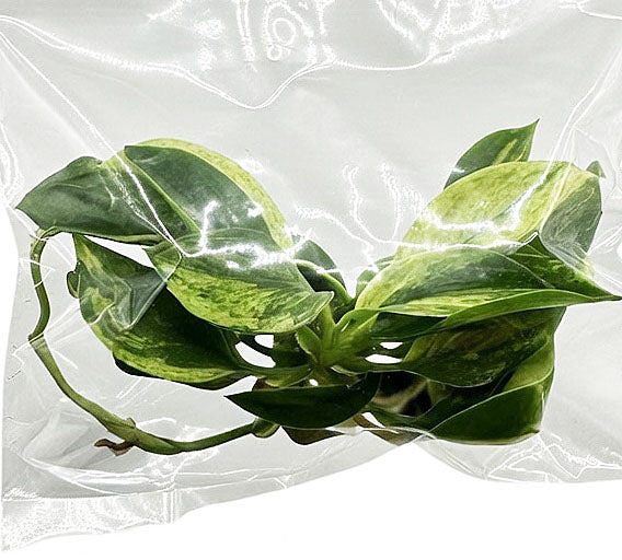 Philodendron Birkin Aurea Variegated
