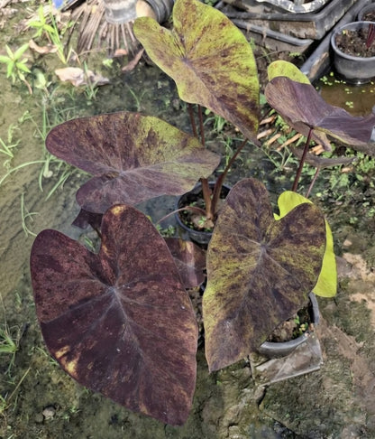 Colocasia Streak Back