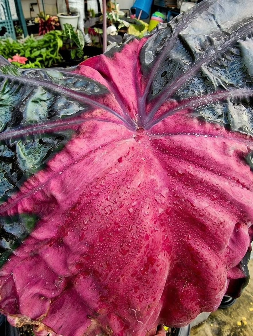 Colocasia Acid Warlock