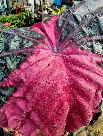 Colocasia Acid Warlock