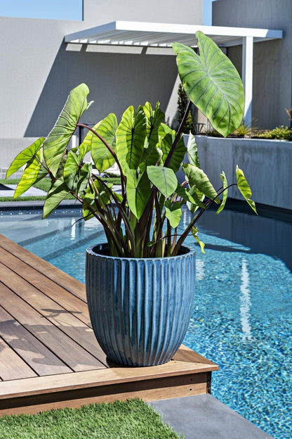 Colocasia Blue Hawaii