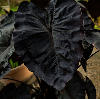 Colocasia Black Coral