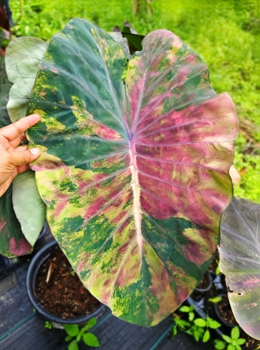 Colocasia Cano Cristales