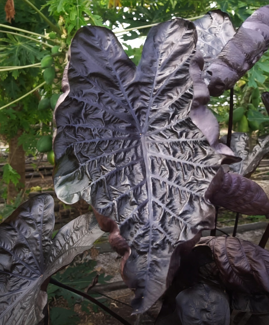 Colocasia Black Ripple