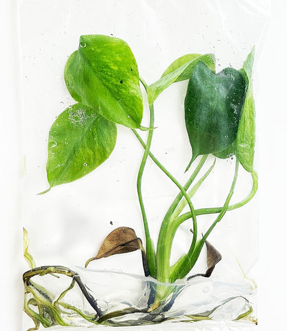 Monstera Deliciosa Green On Green Variegated
