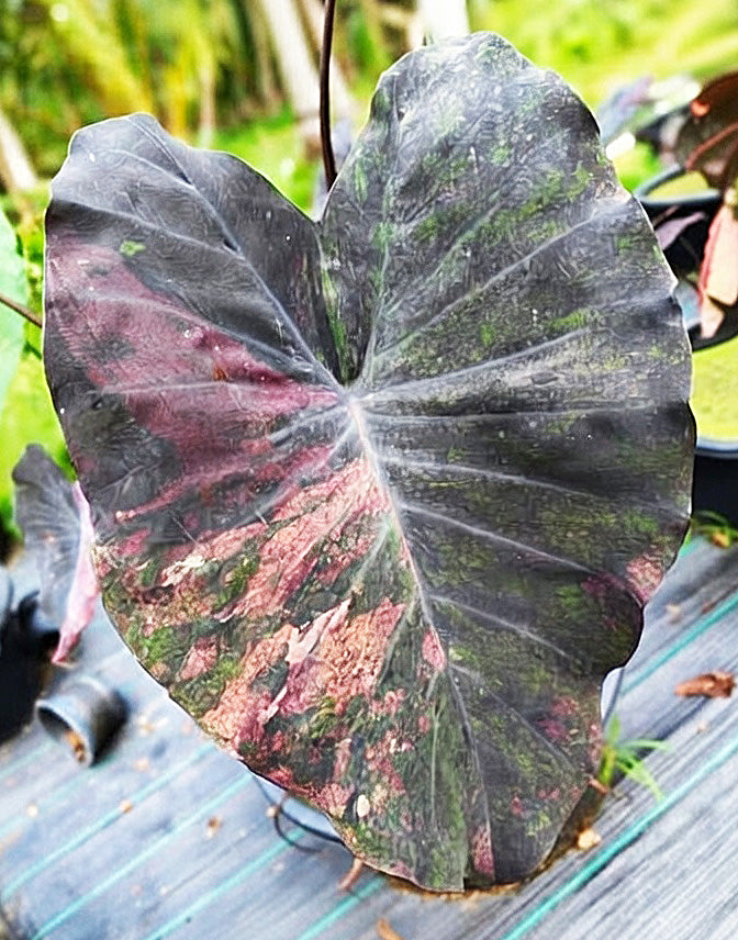 Colocasia Pretty Grey