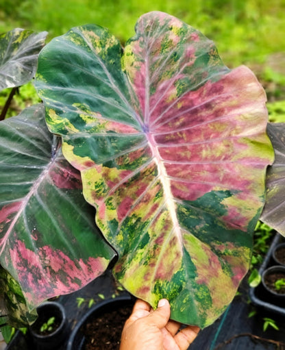 Colocasia Cano Cristales