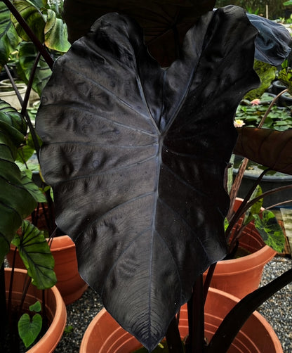 Colocasia Black Coral