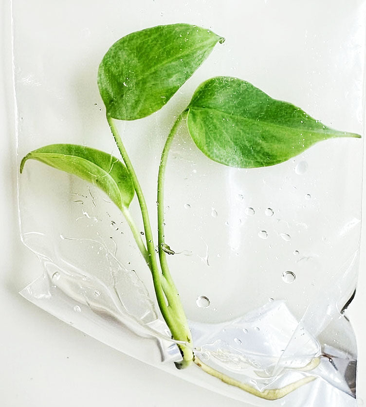 Monstera Deliciosa Green On Green Variegated