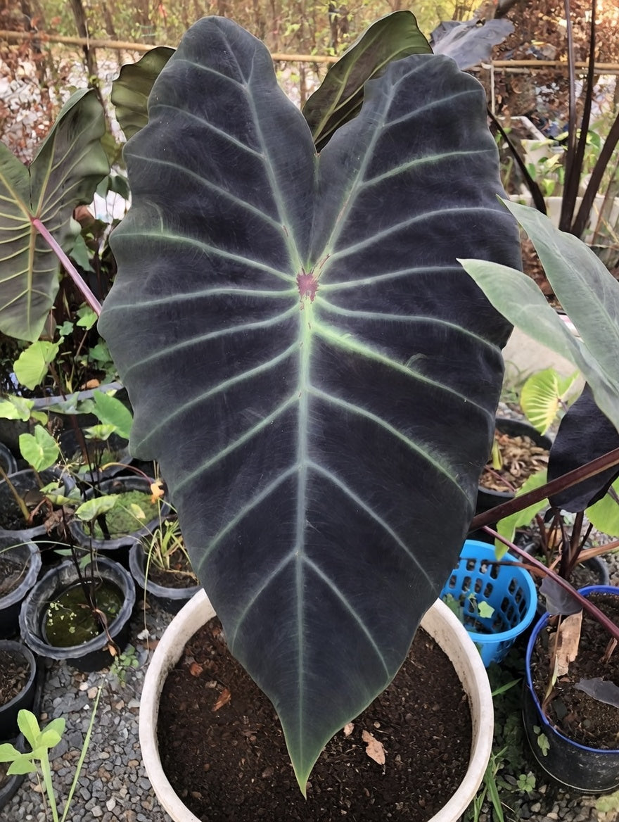 Colocasia Khon Shu