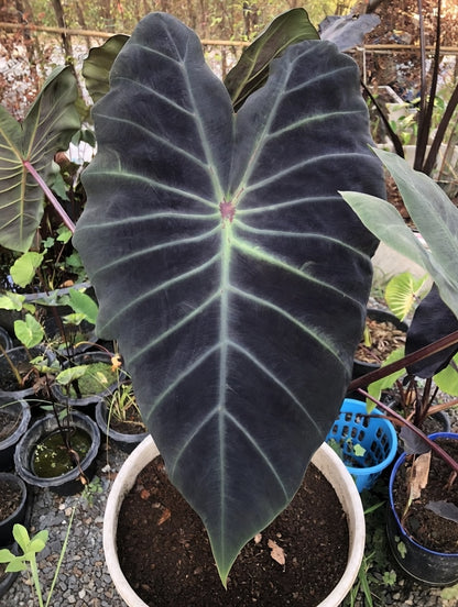 Colocasia Khon Shu