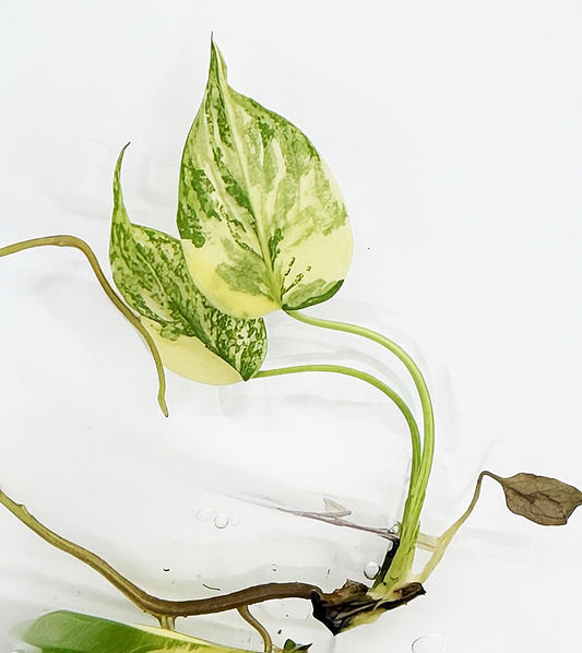 Monstera Deliciosa Mutated Variegated