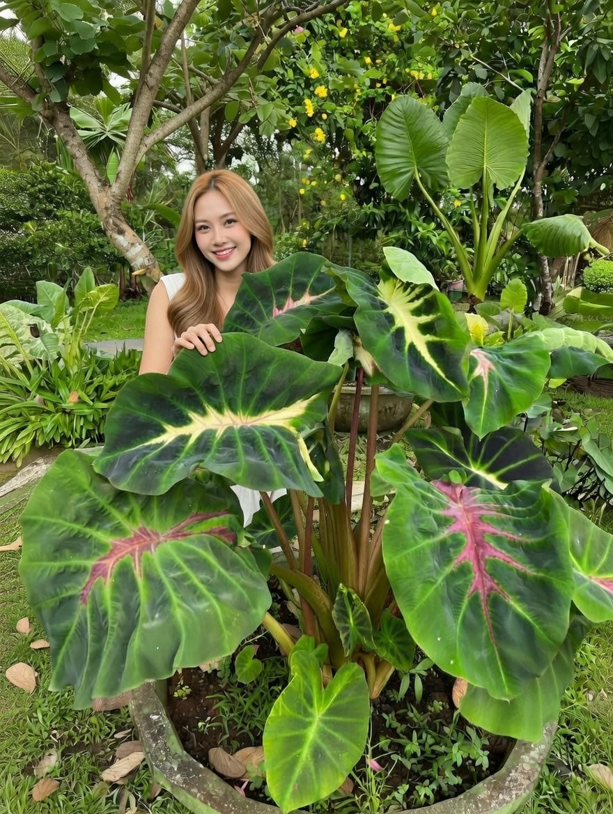 Colocasia Snake Eyes