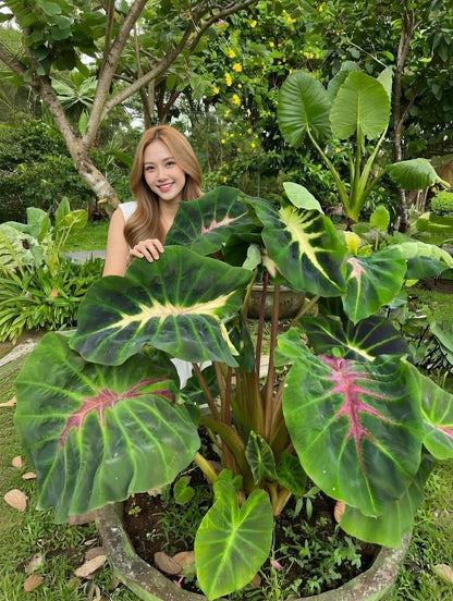Colocasia Snake Eyes
