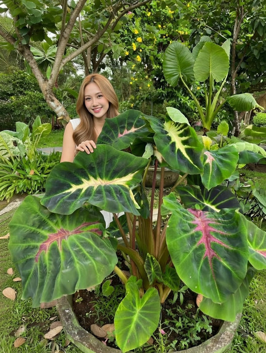 Colocasia Snake Eyes