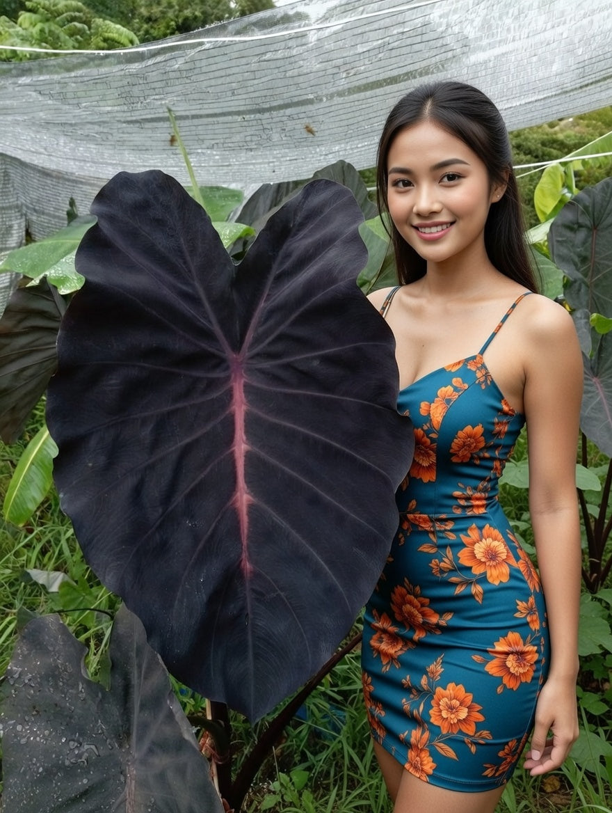 Colocasia Violet Fantasy