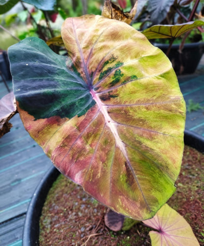 Colocasia Cano Cristales