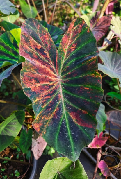 Colocasia Orange Fiery