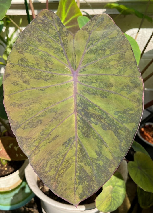 Colocasia Pineapple Princess