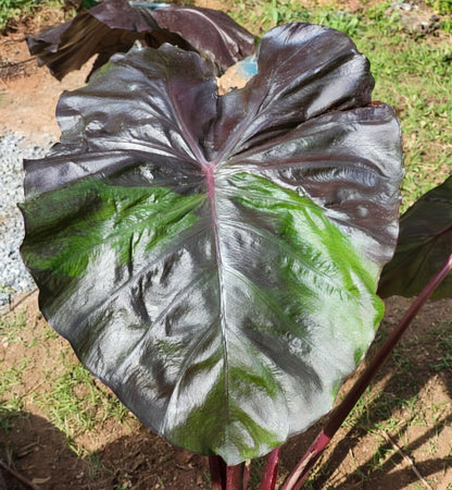 Colocasia Greenish Black Satun