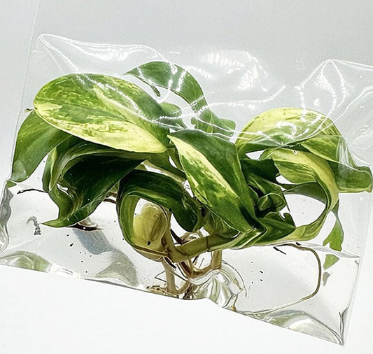 Philodendron Birkin Aurea Variegated