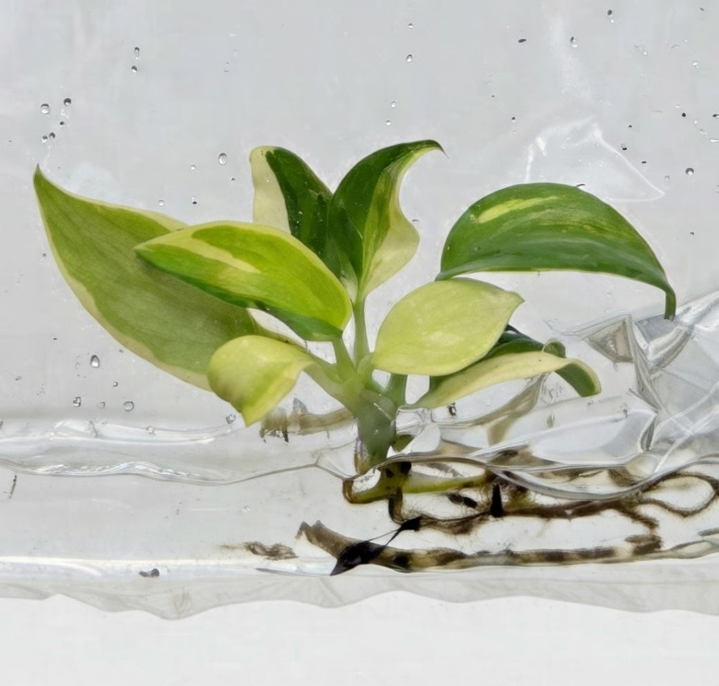 Philodendron Longilobatum Lelano Miyano Variegated