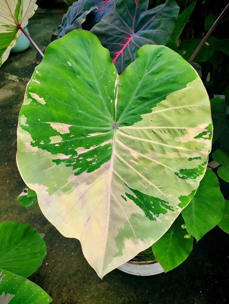 Colocasia Prasaeng Pink