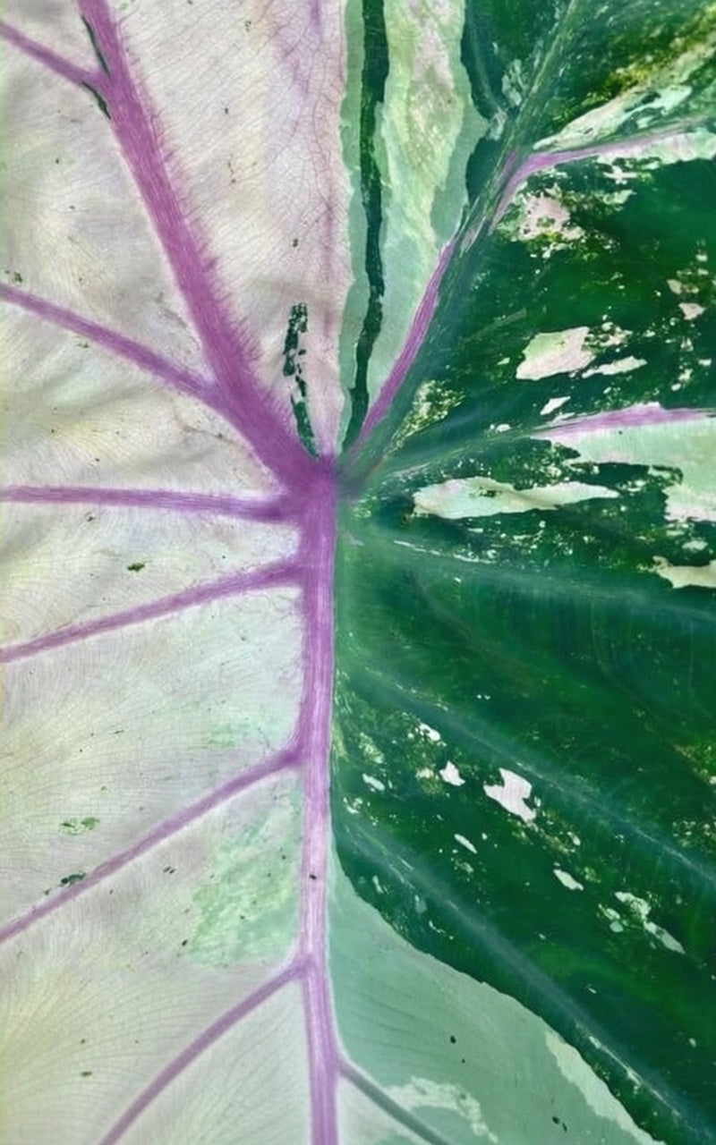 Colocasia Pink Andaman