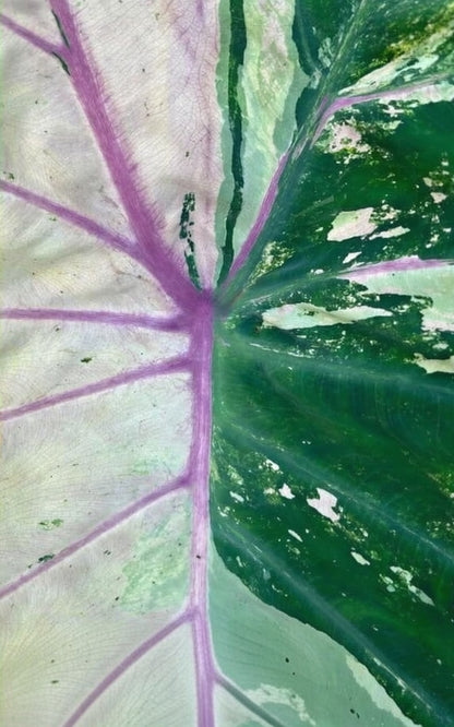 Colocasia Pink Andaman