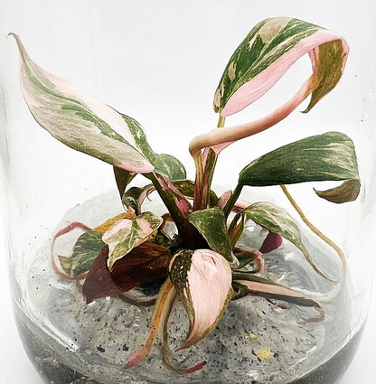 Philodendron Pink Princess Marble King