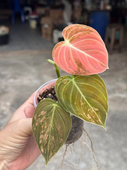 Single Philodendron Melanochrysum Orange Variegated plant in a 4 inch pot