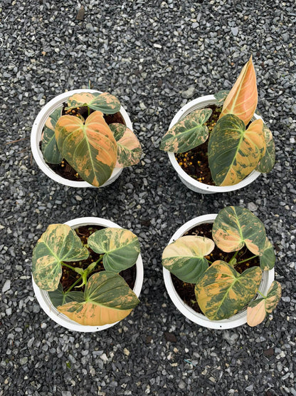 Close-up of Philodendron Melanochrysum Orange Variegated foliage with pink and coral variegation