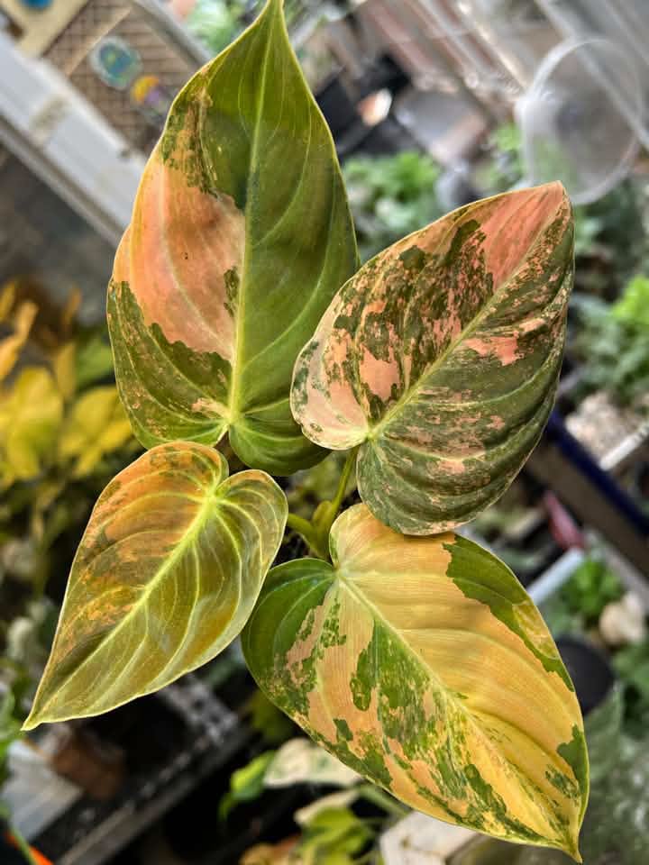 Philodendron Melanochrysum Orange Variegated 6 inch bareroot plant