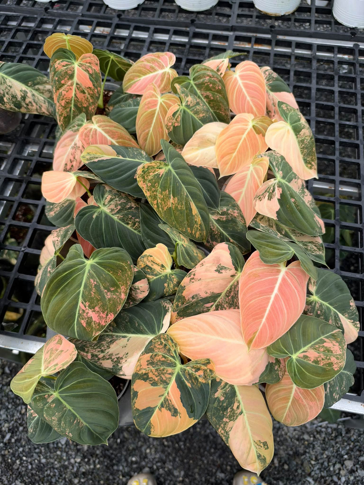 Four potted Philodendron Melanochrysum Orange Variegated plants showing the orange and cream leaf variegation