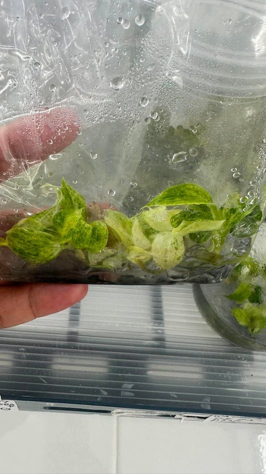 Philodendron Giganteum Variegated (5 pcs)