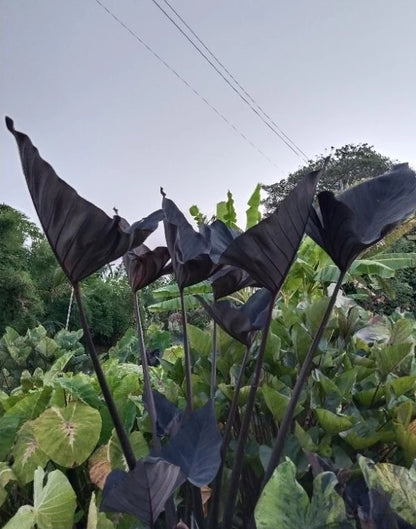Colocasia Americano