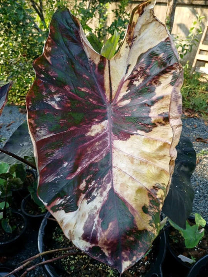 Colocasia Morning Star